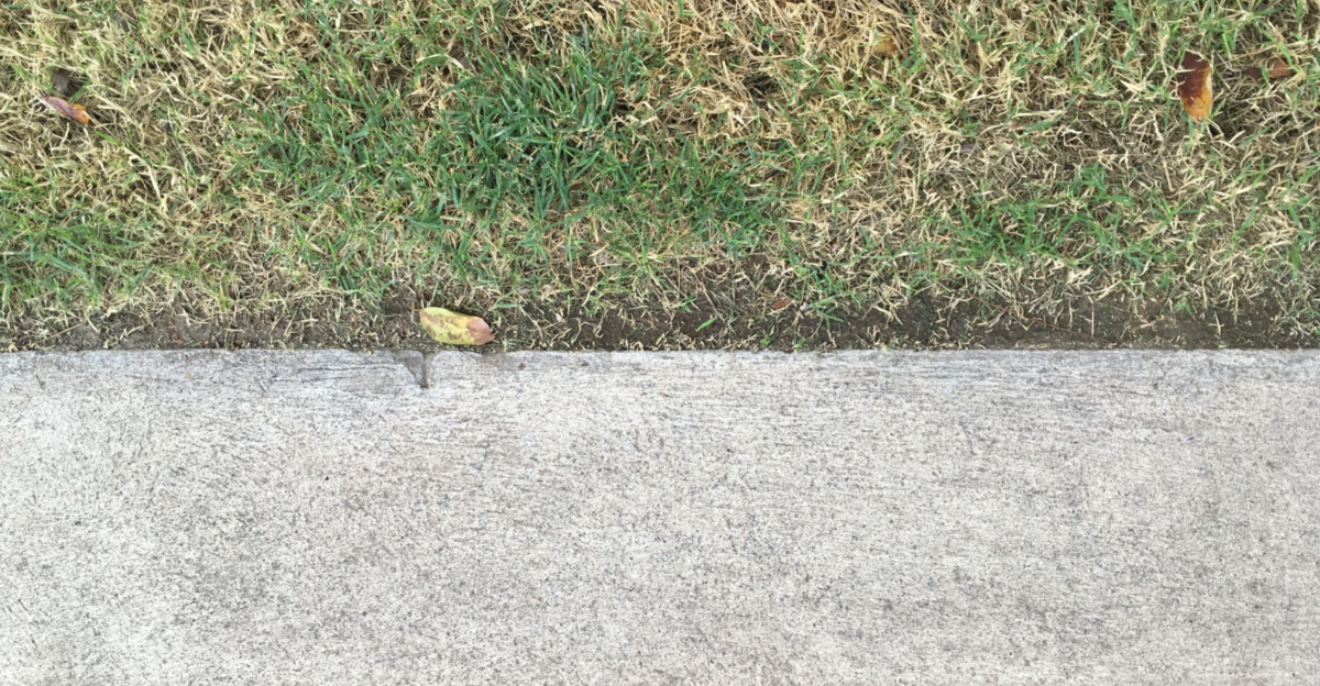 damaged grass along concrete sidewalk