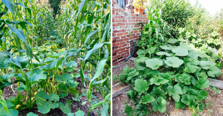 This Is Why Three Sisters Companion Planting Works In Michigan Gardens