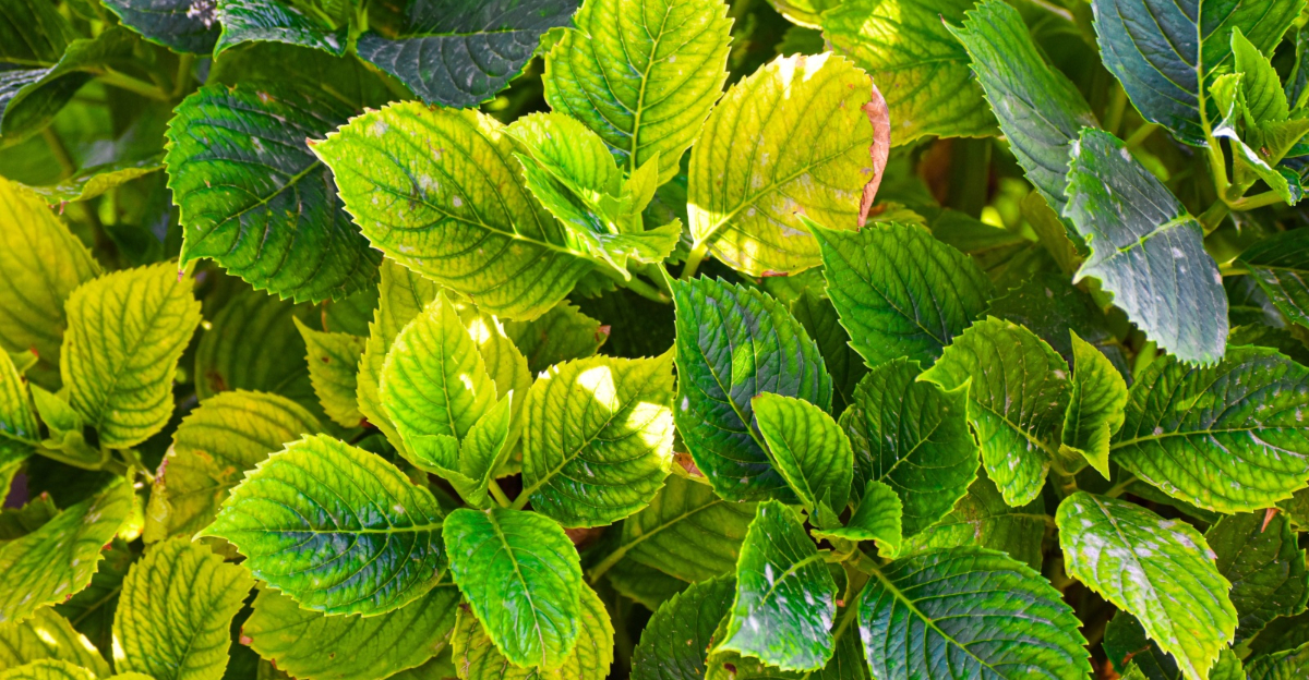 hydrangea leaves