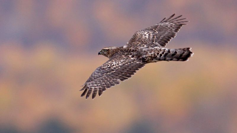 Seasonal Migration Brings Hawks Closer