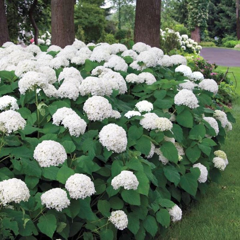 Hydrangea Arborescens Is The Clay Loving Shrub Ohio Gardens Need