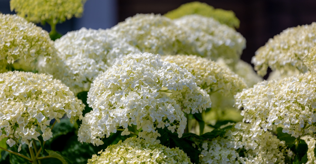 hydrangea arborescens