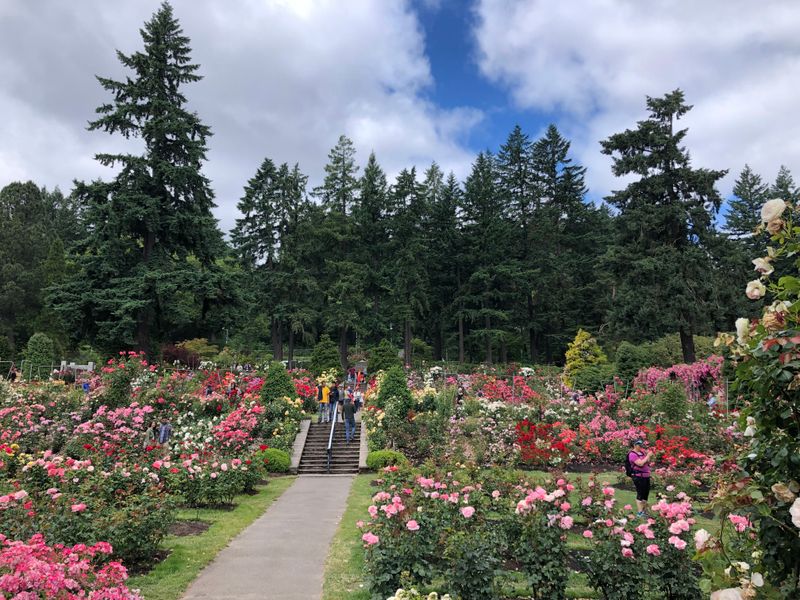 A Rose Garden Above The City