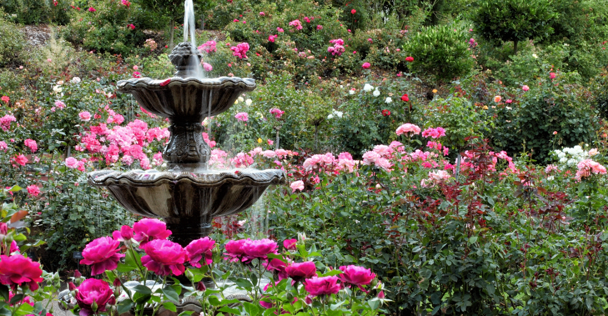 rose garden in portland oregon
