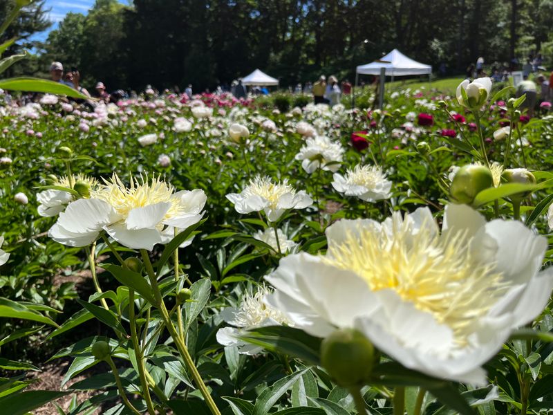 Experience A Historic Garden Established In 1907