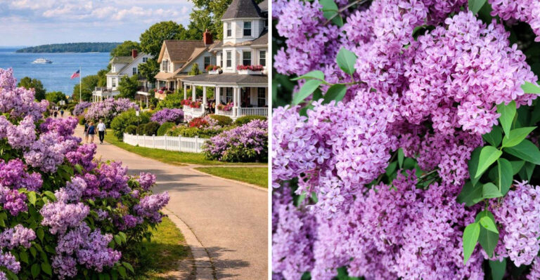 This Michigan Flower Festival Is One Of The Two Representing The State For Best In The US In 2026
