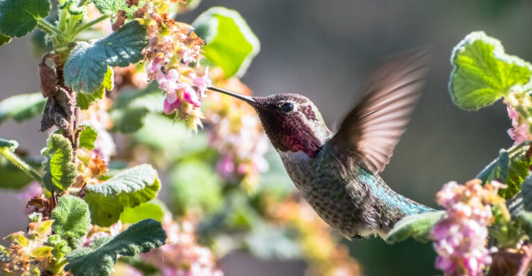 This Native California Shrub Brings Hummingbirds To Your Garden