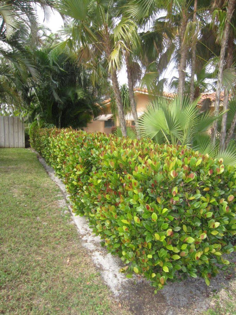Cocoplum Is Becoming Florida's Go To Native Hedge