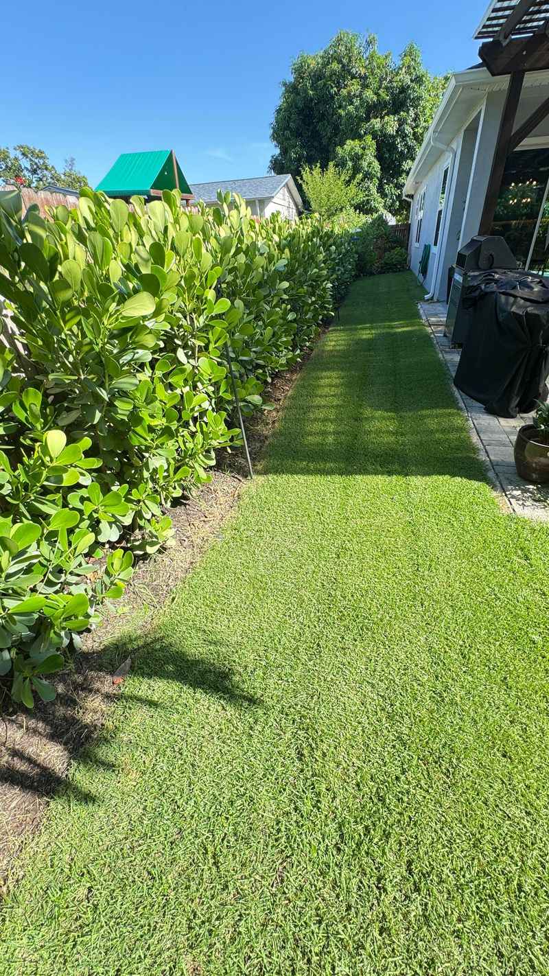 Cocoplum Tolerates Pruning From Formal Hedges To Natural Screens