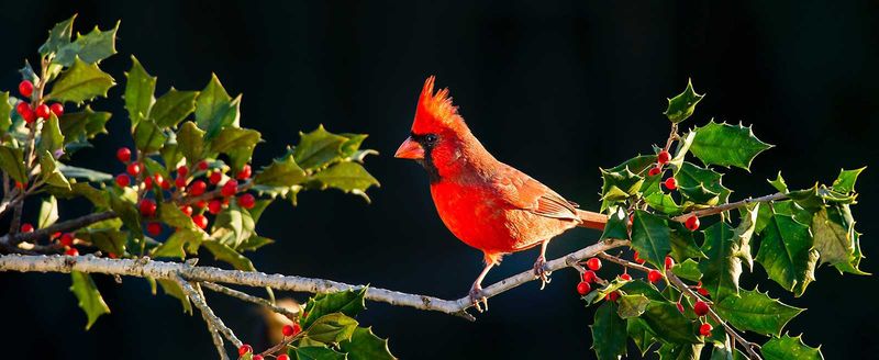 American Holly Supports Cardinals Through Every Season