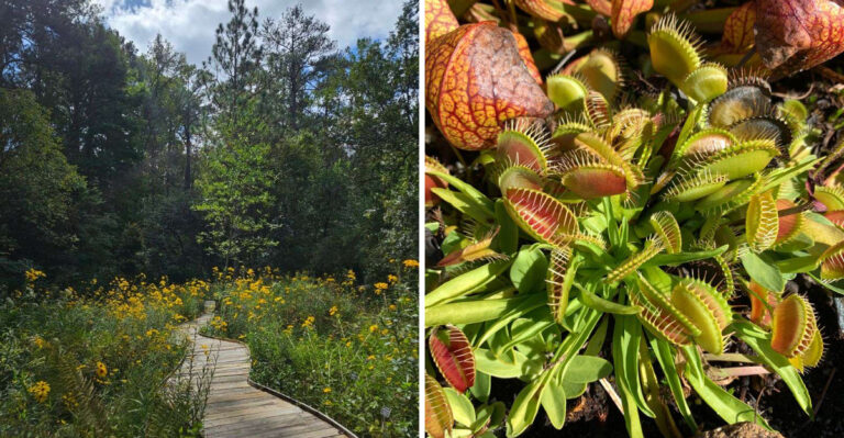 This North Carolina Botanical Garden Should Be On Your Spring Visit List