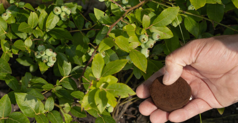 coffee grounds in garden