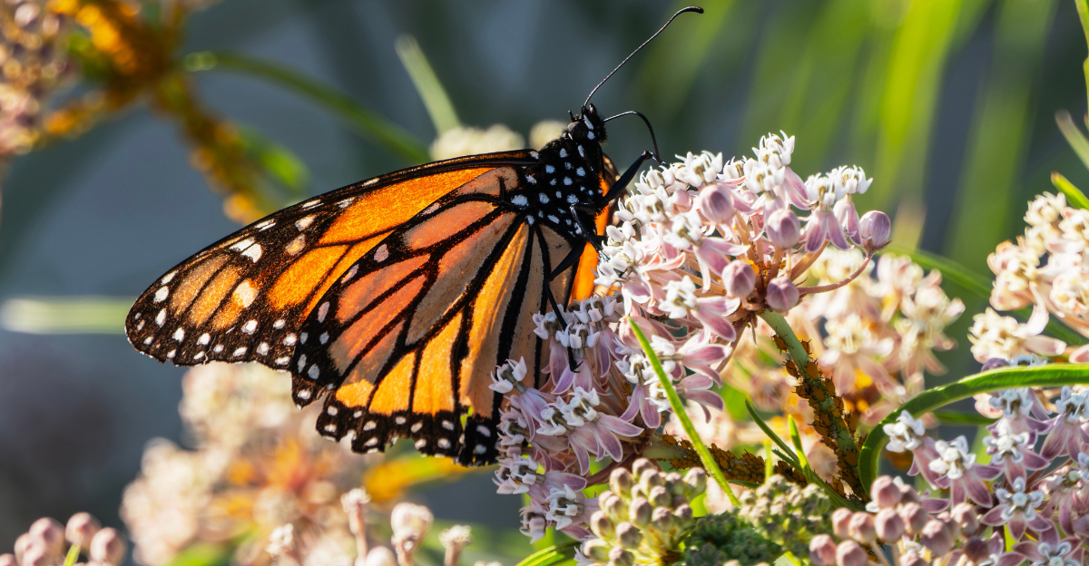 monarch butterfly on milkweed