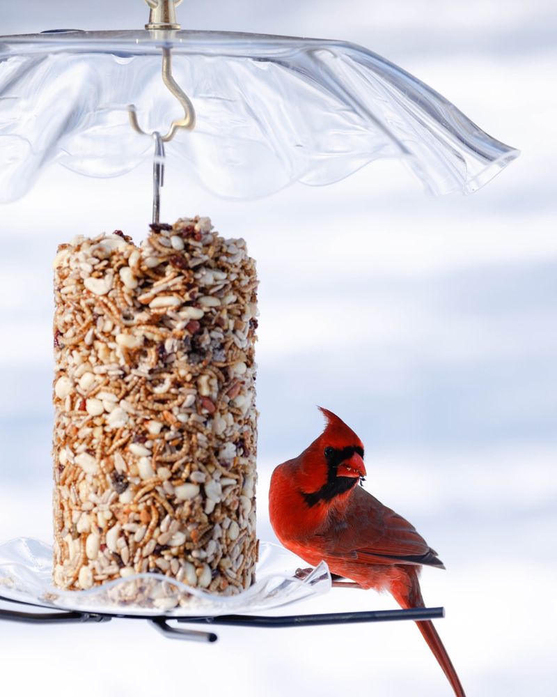 Stop Feeding Birds Bread This Winter