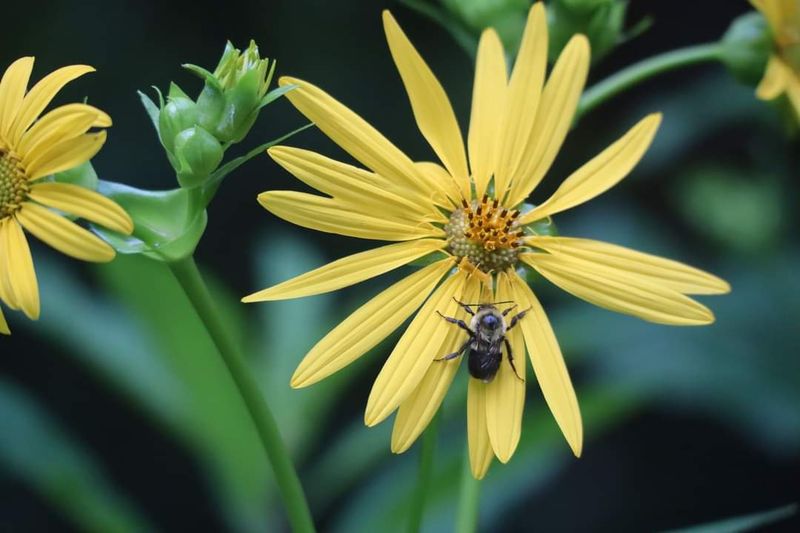 A Native Plant Sanctuary Focused On Southern Appalachian Flora