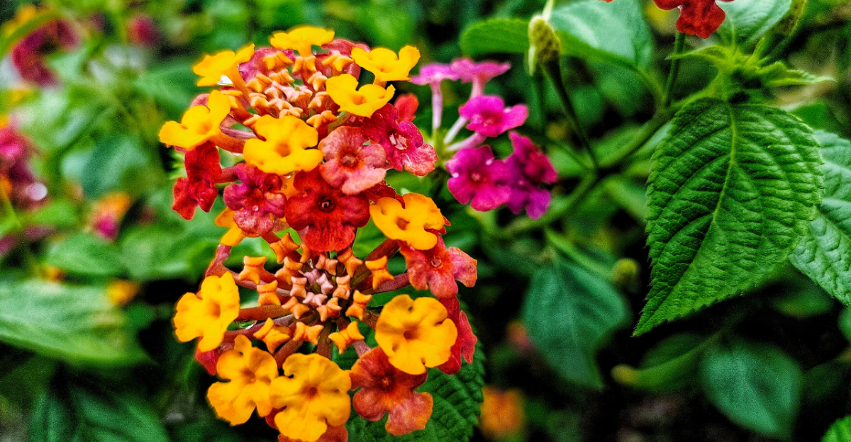 lantana