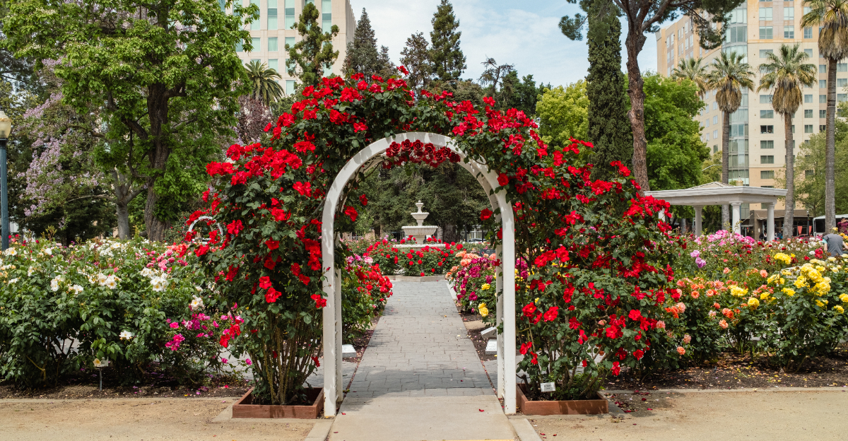 rose garden california