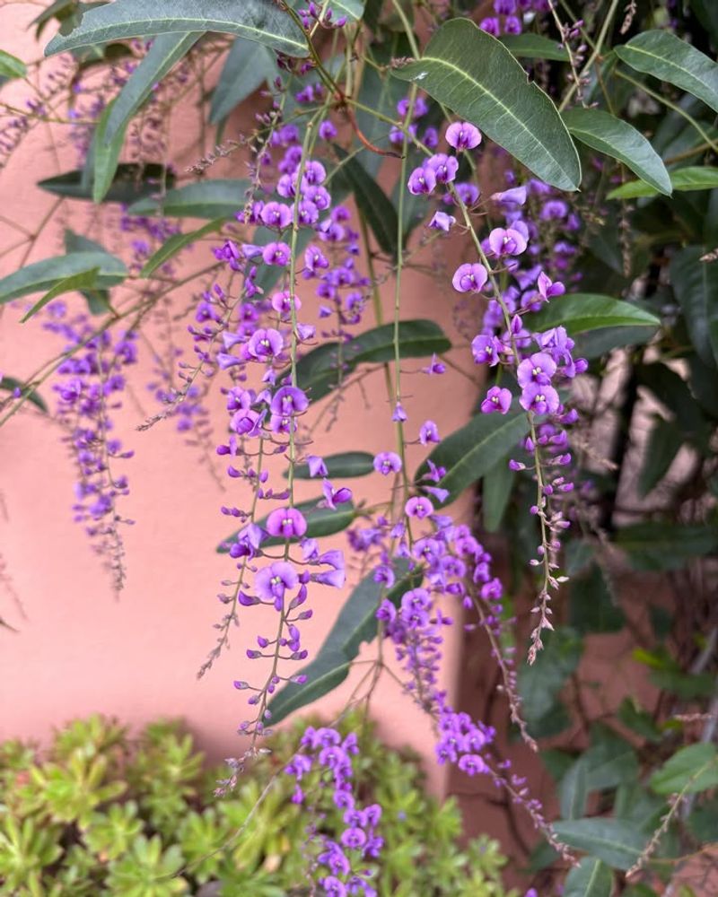 Meet The Purple Lilac Vine Hardenbergia Violacea