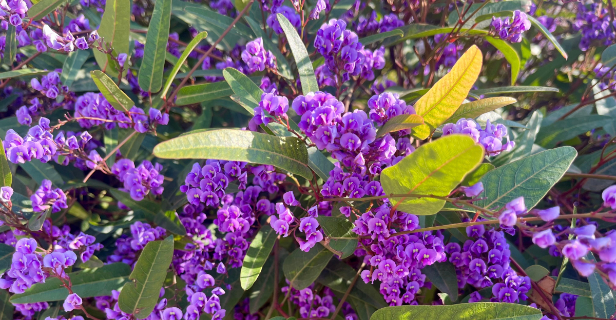 plant (featured image)