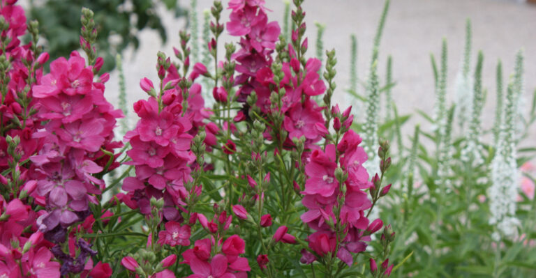 sidalcea oregana