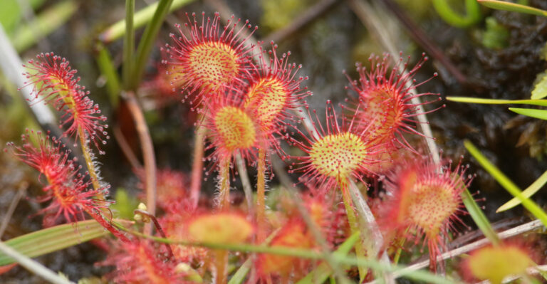 round sundew