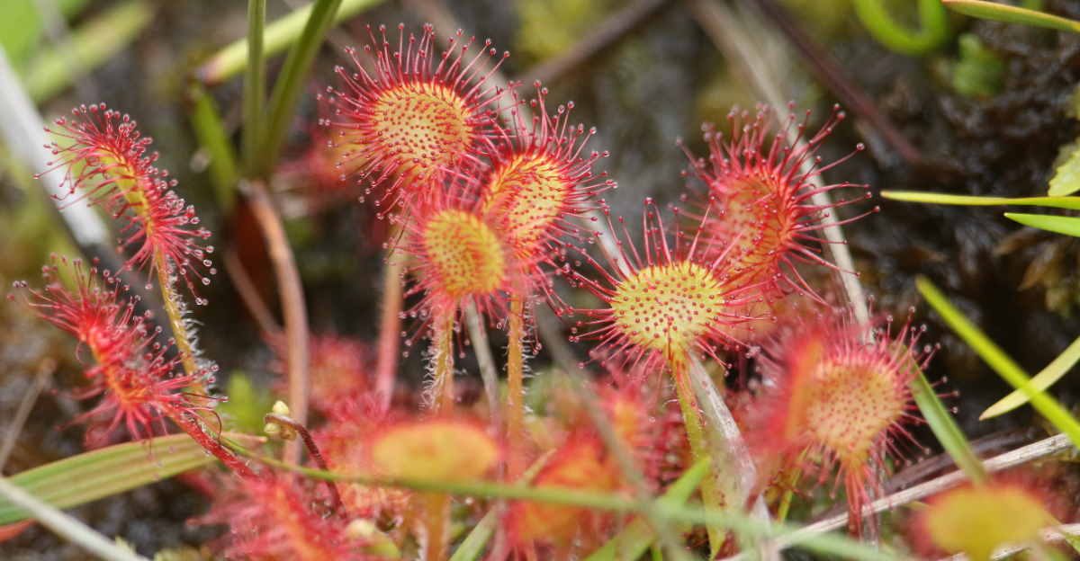 round sundew