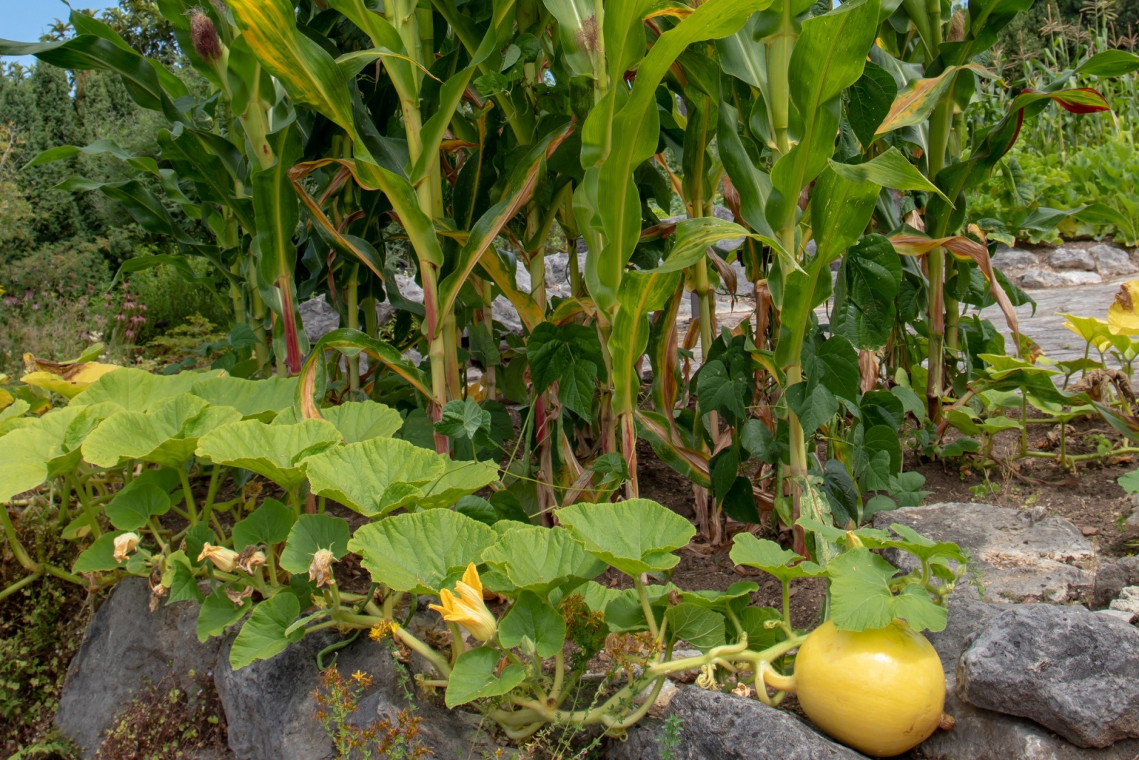 three sisters companion planting