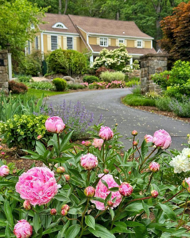 One Of Spring’s Most Beautiful Bloomers