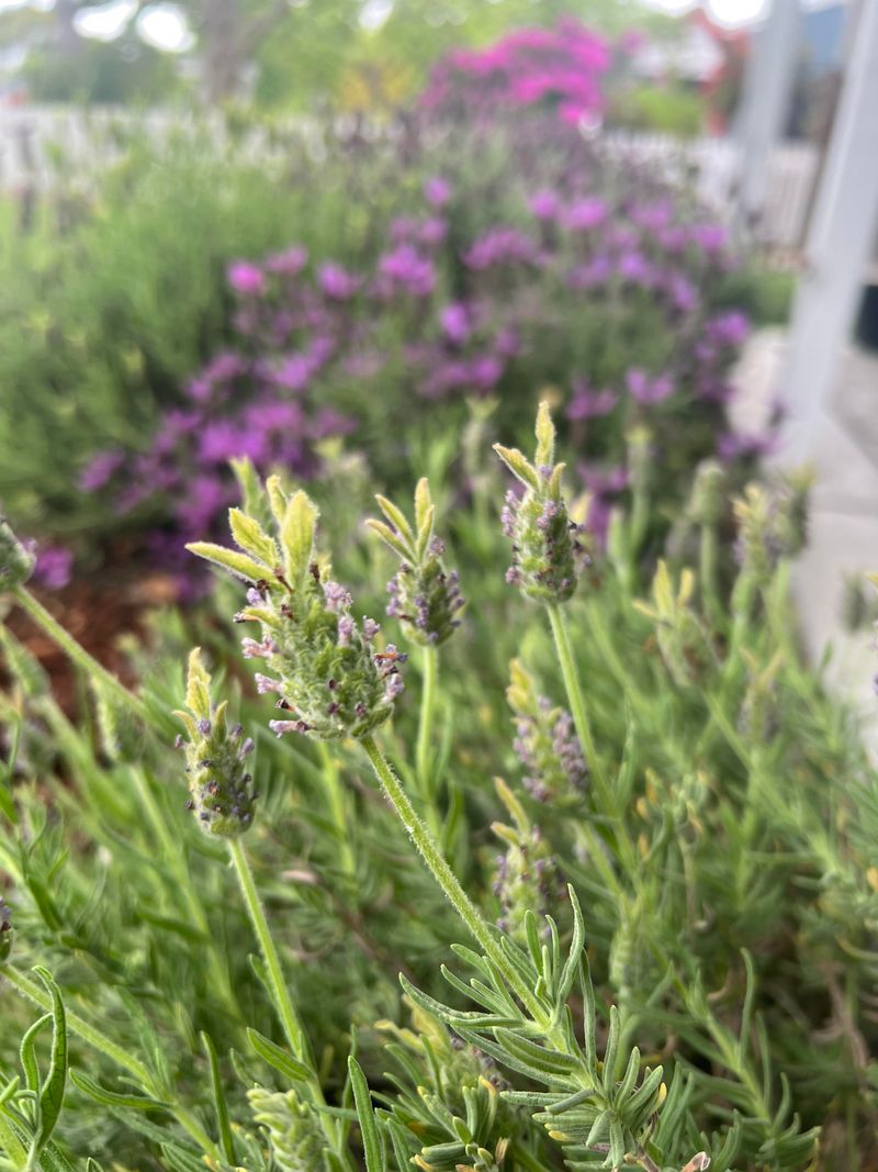 Naturally Repels Mosquitoes Around Entry Areas