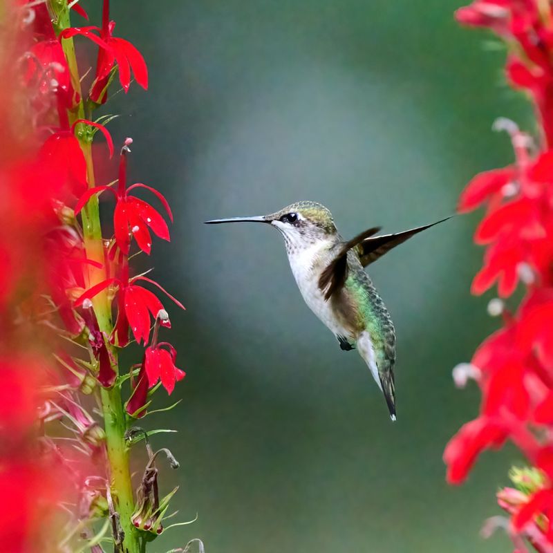 Grows Well In Moist Or Rain Garden Areas