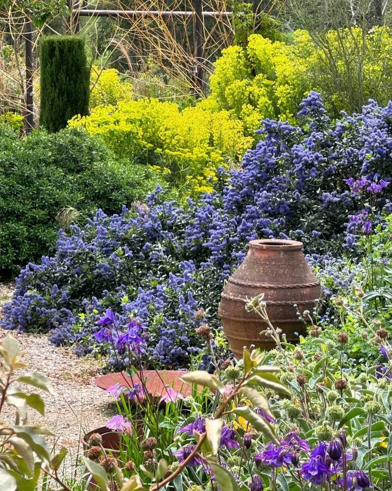 Native Beauty That Belongs