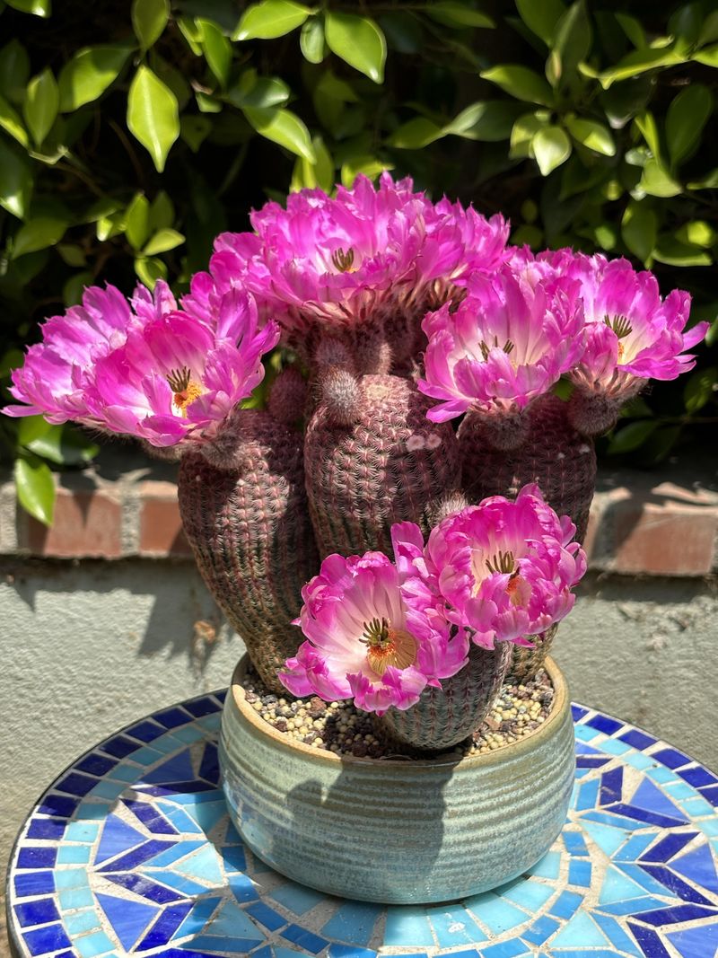 Compact Size Makes It Perfect For Sunny Containers