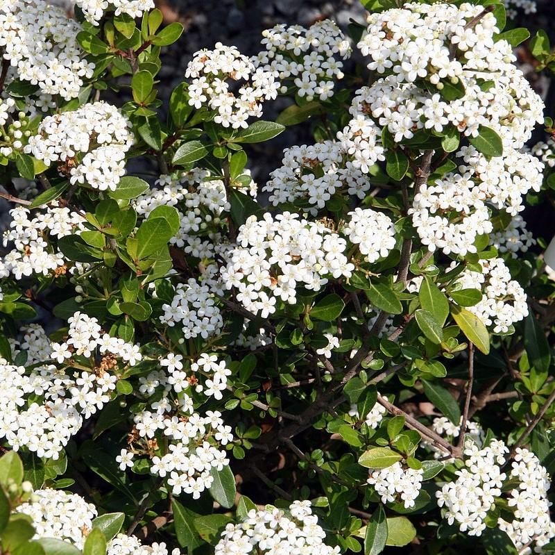 Grows Into A Thick Natural Privacy Screen