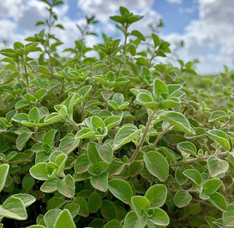 Oregano Spreads Gently And Returns Each Spring