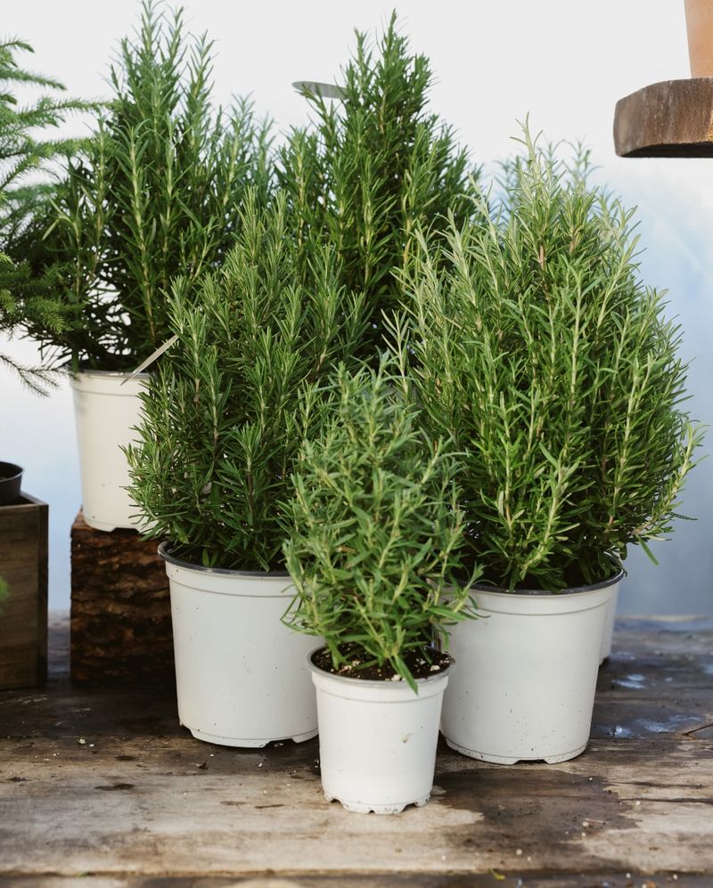 Rosemary Adds Strong Fragrance And Garden Structure
