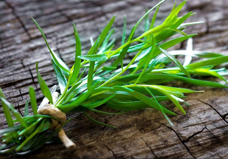 Tarragon That Brings Bold Flavor Year After Year