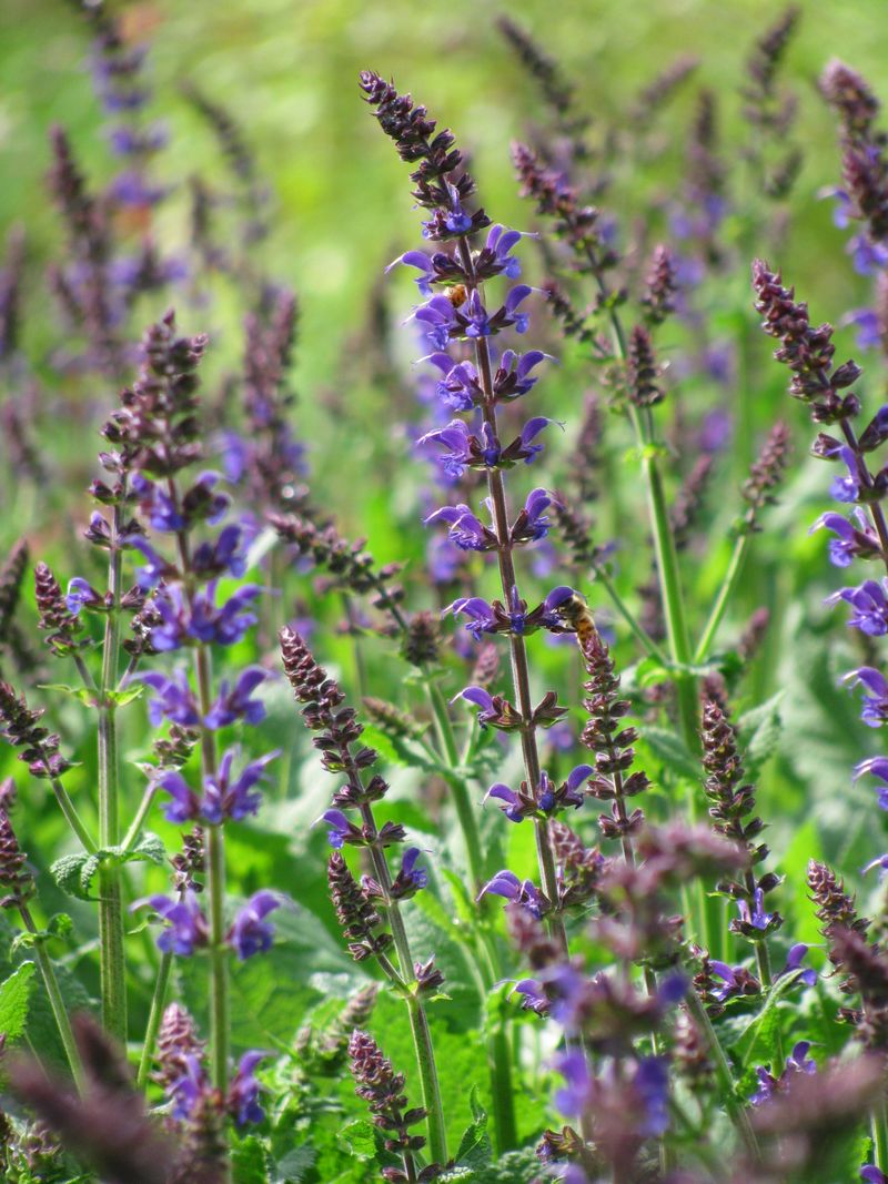 Sage (Salvia officinalis)