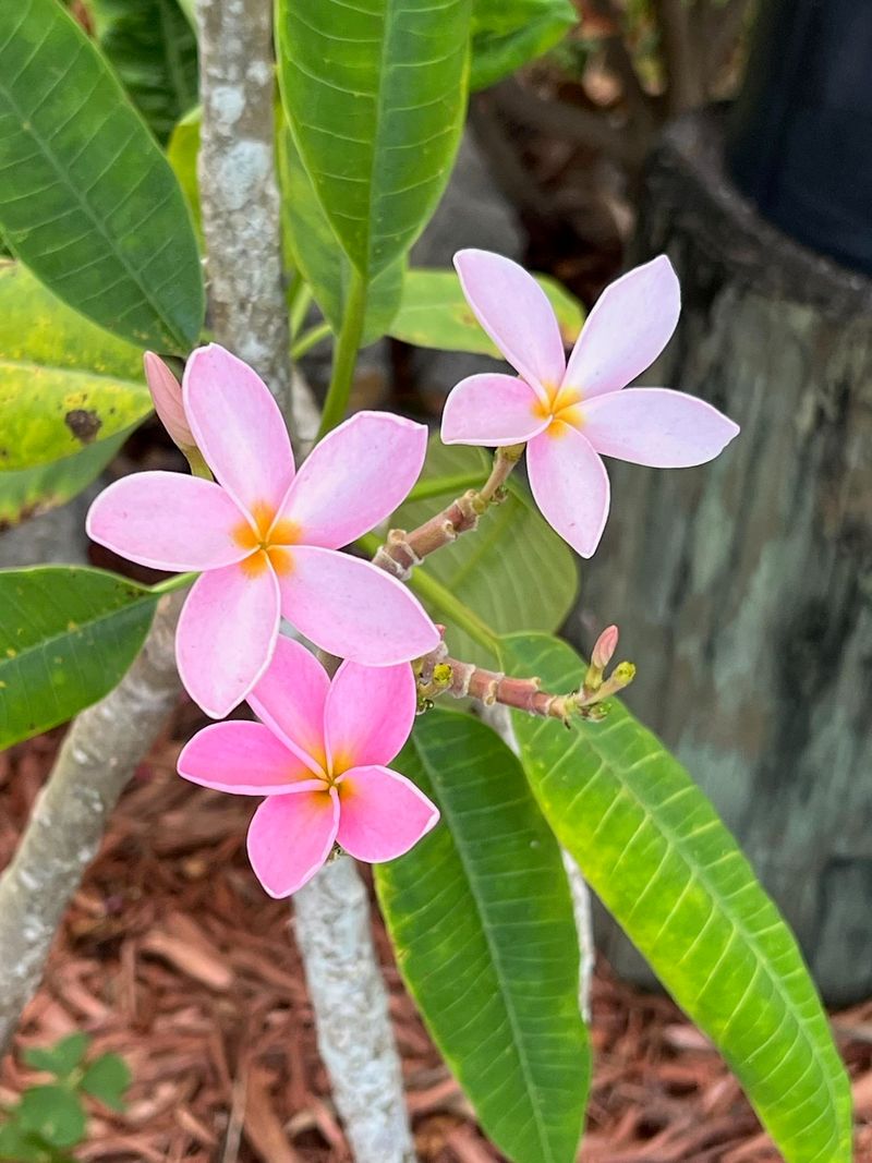 Plumeria Fragrant Blooms That Fear Winter Chill
