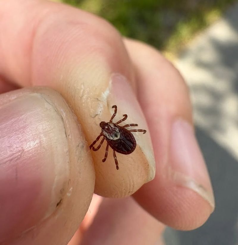 Know When Ticks Wake Up In Ohio
