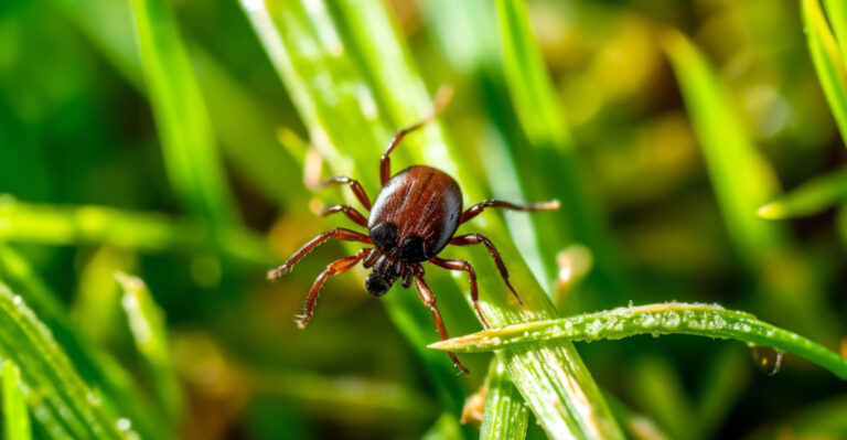 tick on a leaf