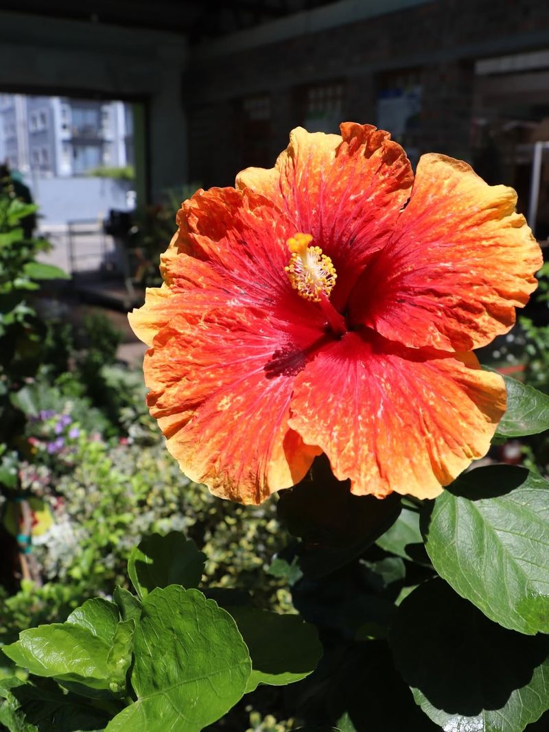 Orange Hibiscus (Hibiscus rosa-sinensis)