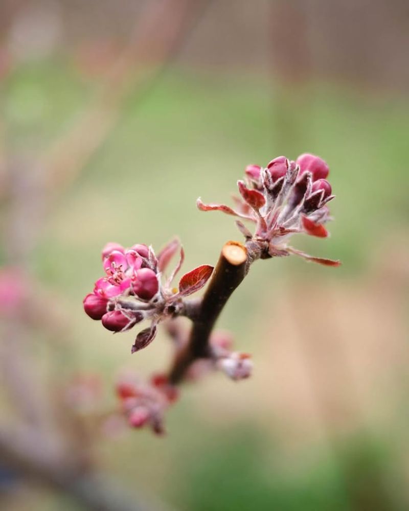 Pink Bud Protection