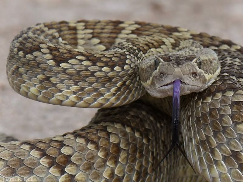 Mojave Rattlesnake