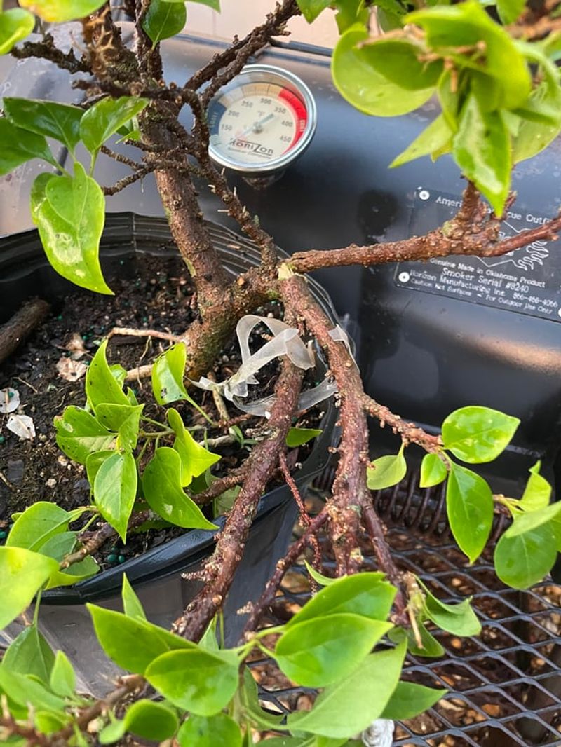 Remove Only Truly Damaged Growth