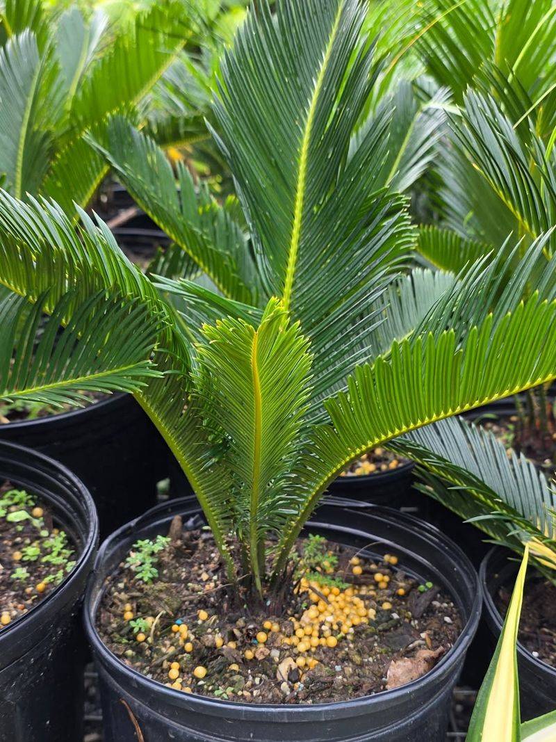 Proper Spring Feeding Builds Stronger Healthier Palms