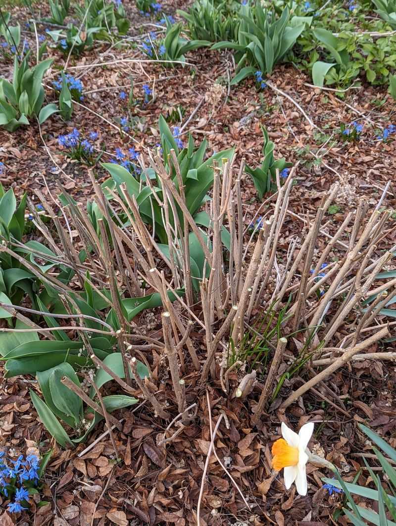 This Is How To Rescue An Overcut Plant