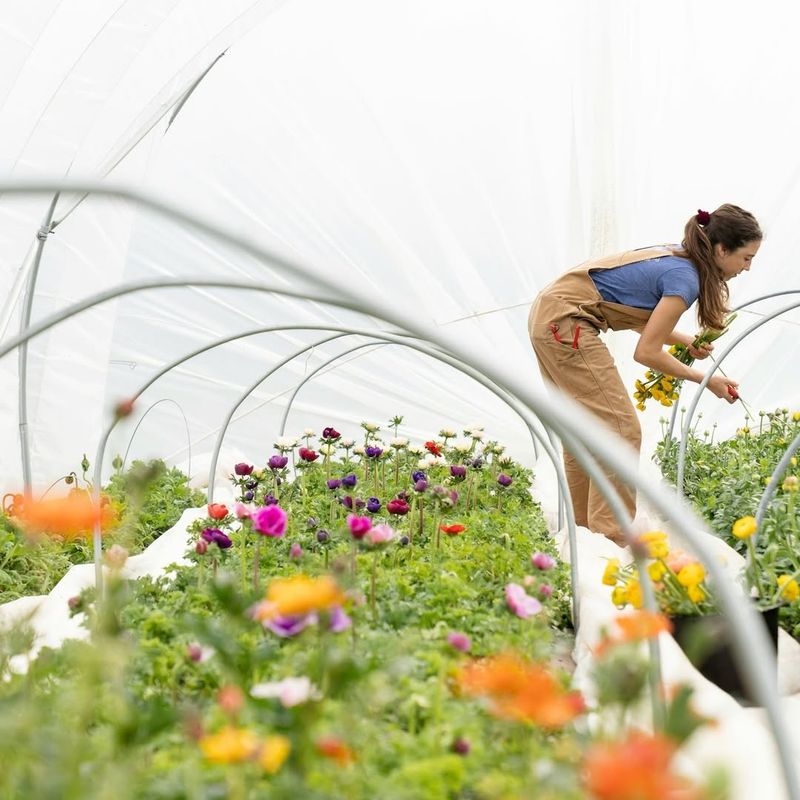 Row Covers Against Late Frosts