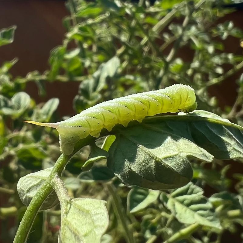 Giant Tomato Hornworms Targeting Transplants