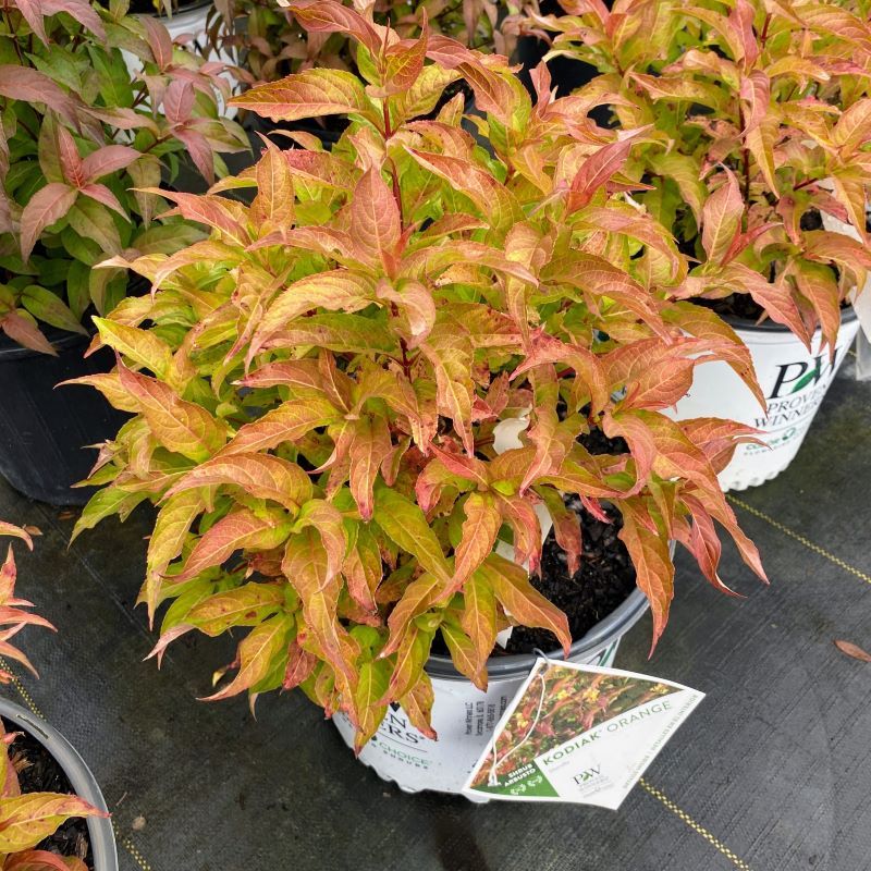 Kodiak Orange® Diervilla Glows With Fiery Seasonal Color
