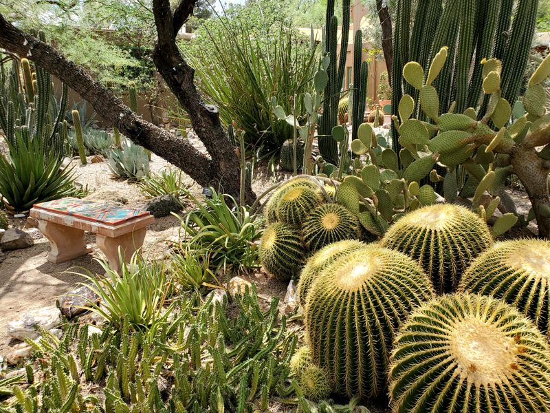 Tucson Botanical Gardens Prove Small Gardens Can Deliver Big Inspiration